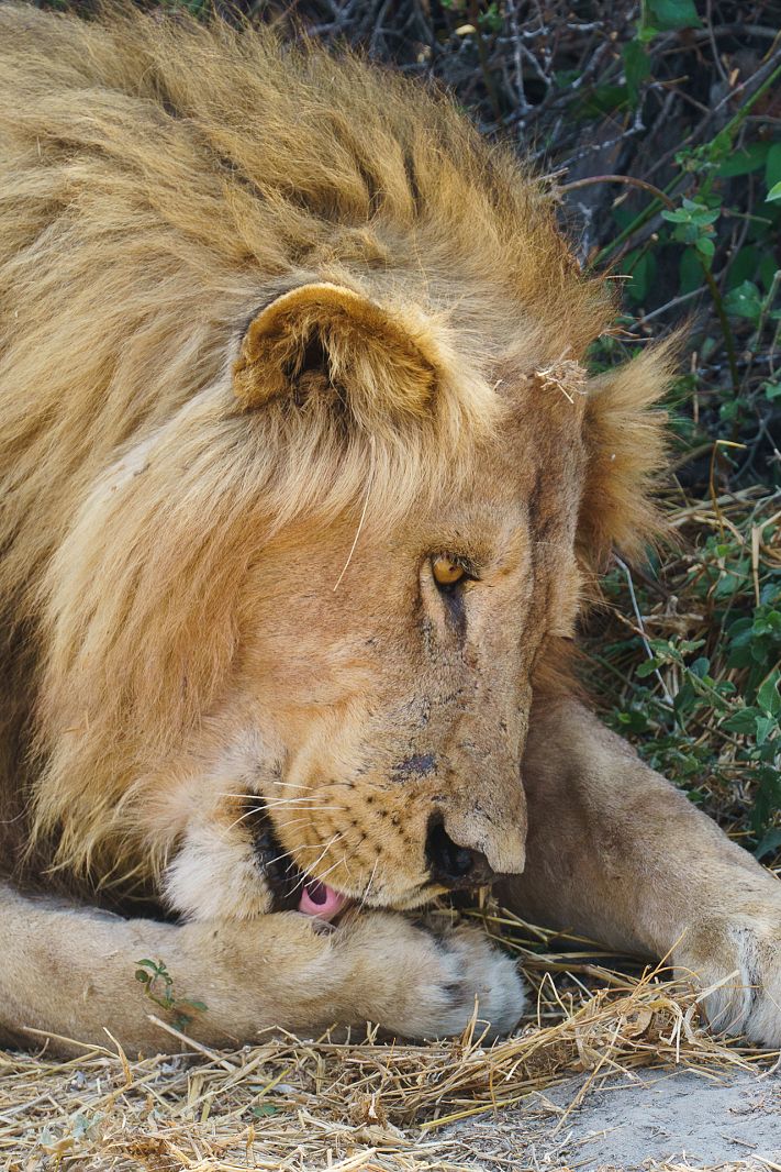 Male lion, Moremi Game Reserve, Botswana